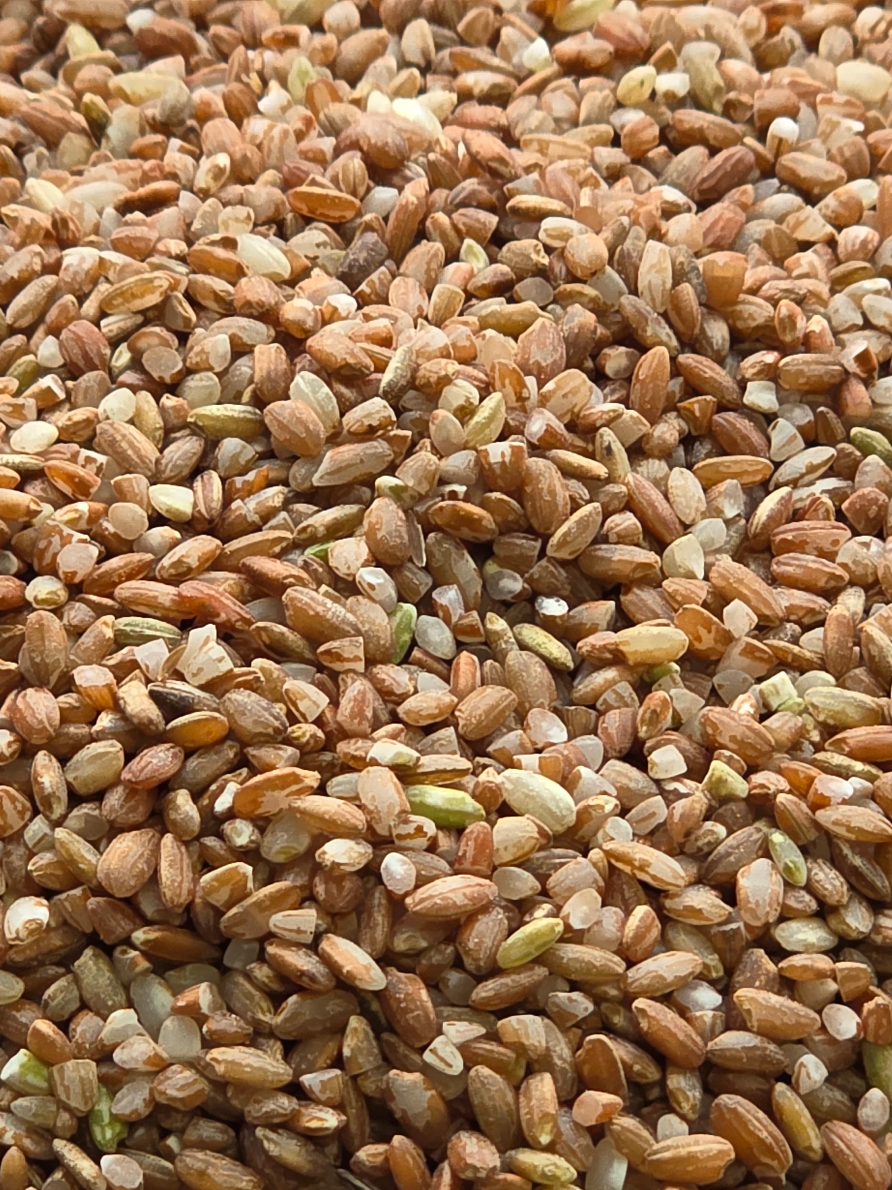 Jumla Marsi chamal - 100% Organic Himalayan Agro Product from Anupam Prakriti, Nepal