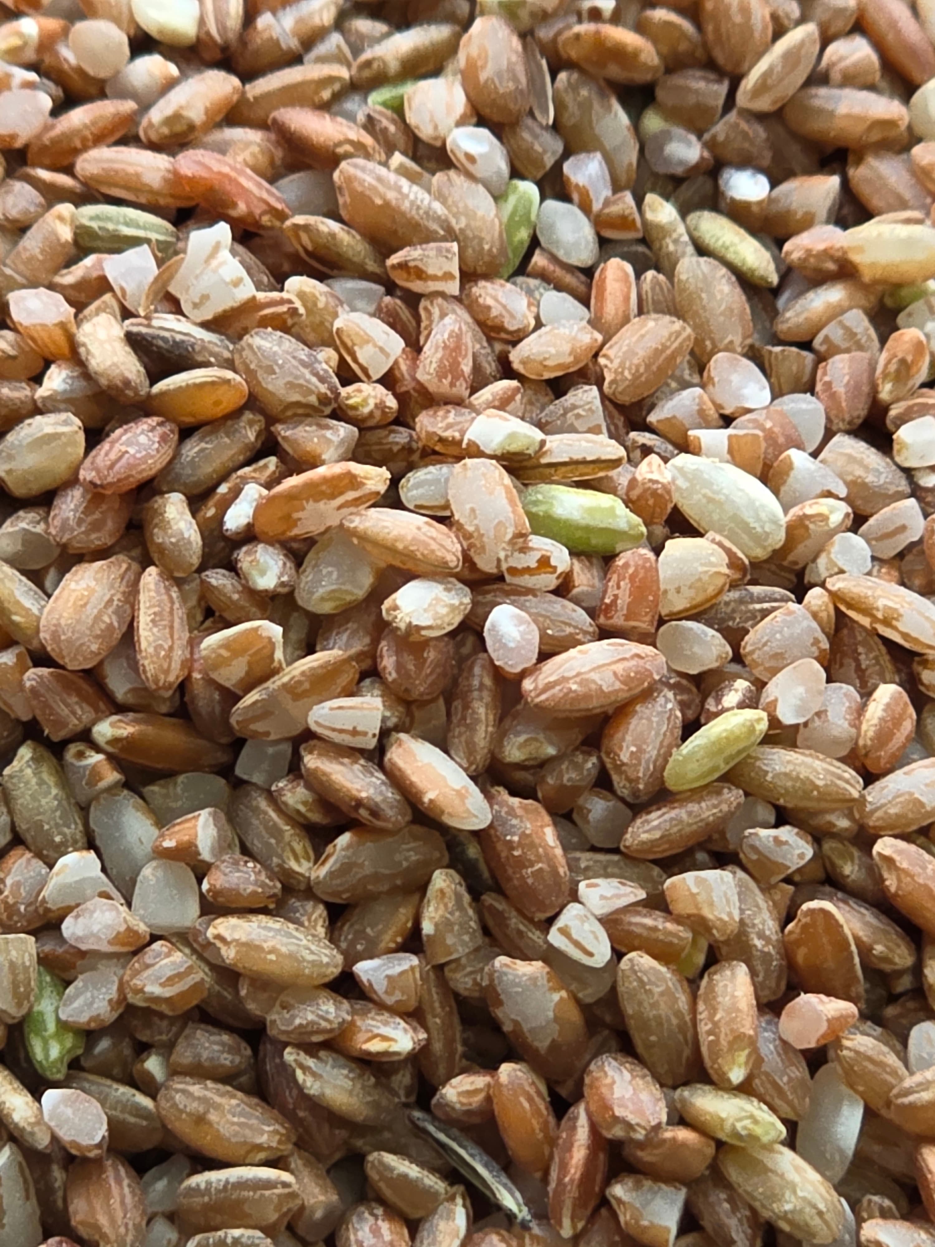 Jumla Marsi chamal - 100% Organic Himalayan Agro Product from Anupam Prakriti, Nepal
