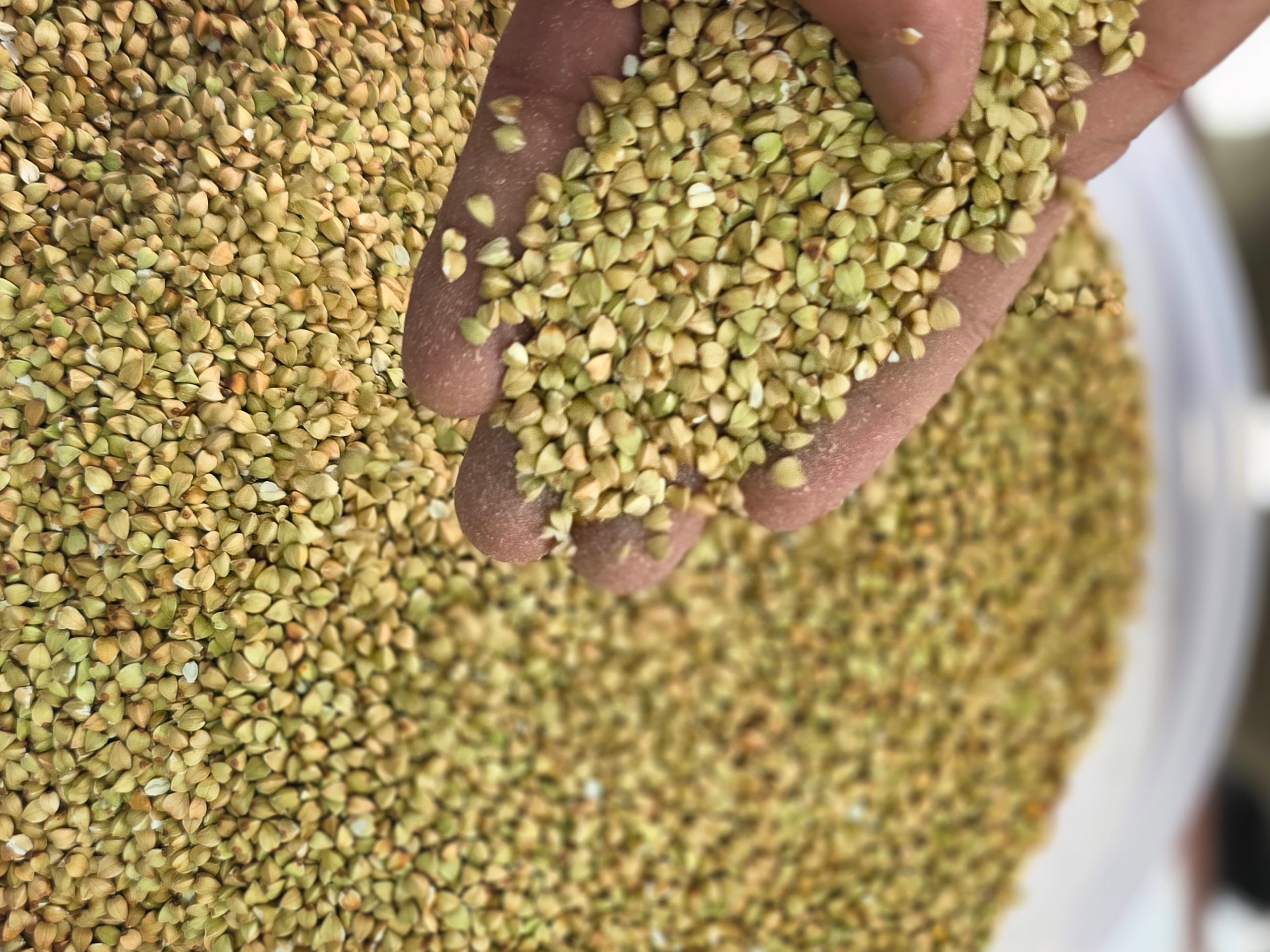 लोकल फापर (दाना) - 100% Organic Himalayan Agro Product from Anupam Prakriti, Nepal