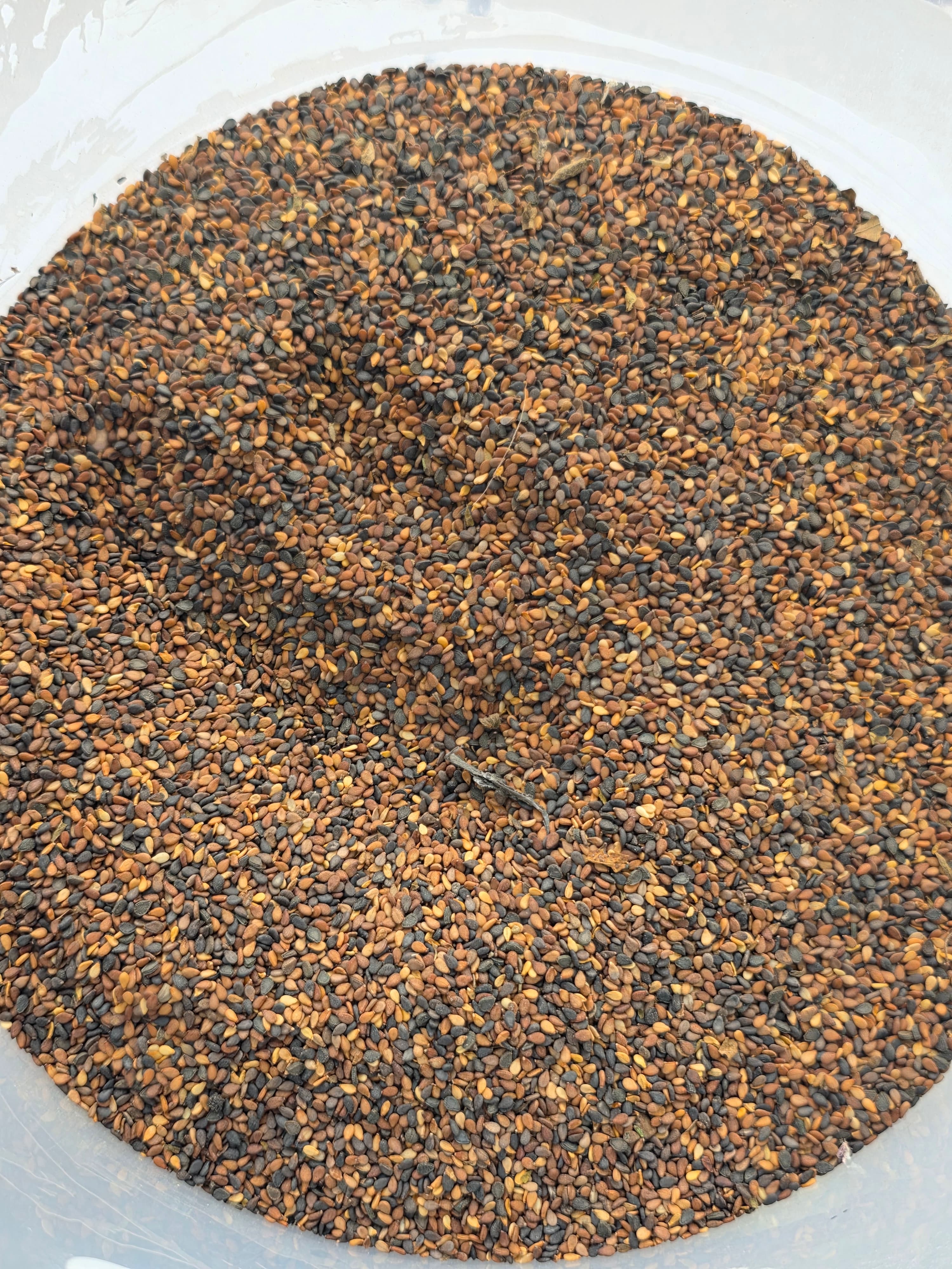 लोकल कालो तिल(डडेल्धुरा) - 100% Organic Himalayan Agro Product from Anupam Prakriti, Nepal